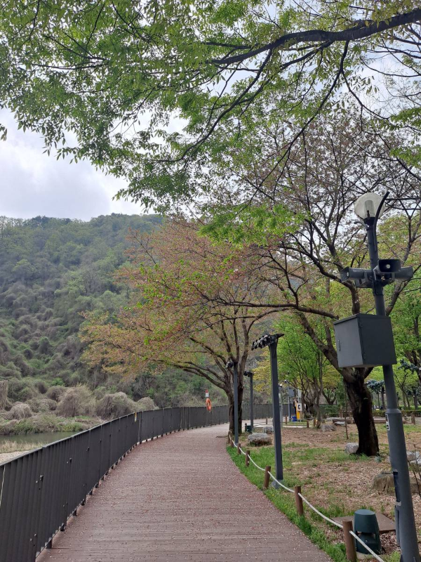 소금산밸리 가는 나무길