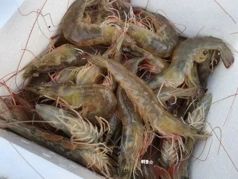 8월 제철 해산물과 7월 제철 해산물 종류 및 주의사항_21