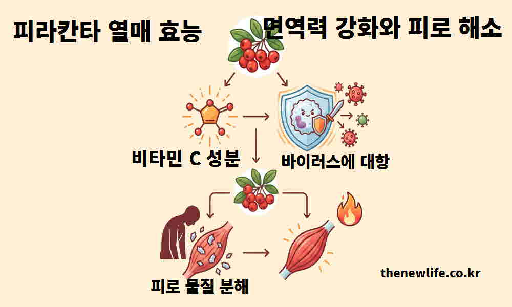 피라칸타 열매 효능 면역력 강화 피로 해소