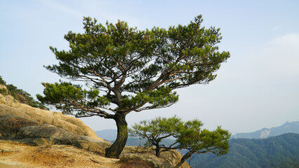 소나무 (Pinus densiflora) – 길고 가느다란 녹색의 바늘잎이 두 개씩 묶여 자라는 전형적인 침엽수. 붉은빛이 도는 부드러운 수피와 자연스럽게 퍼지는 수형이 특징이며, 타원형 솔방울을 가짐.