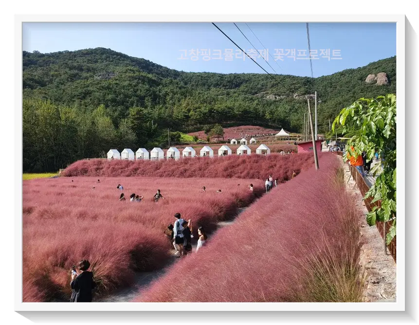 고창핑크뮬리축제