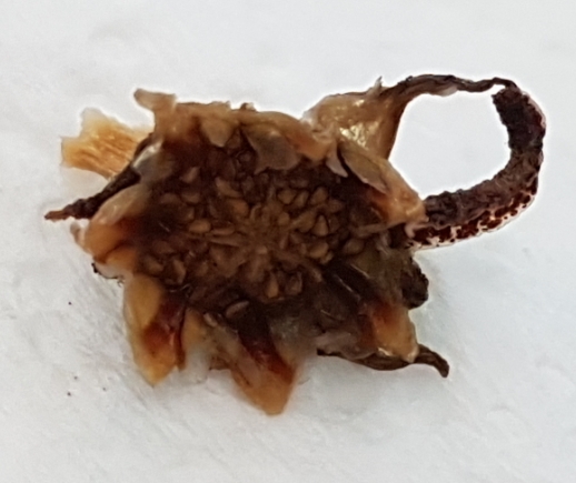 다육씨앗 채종방법