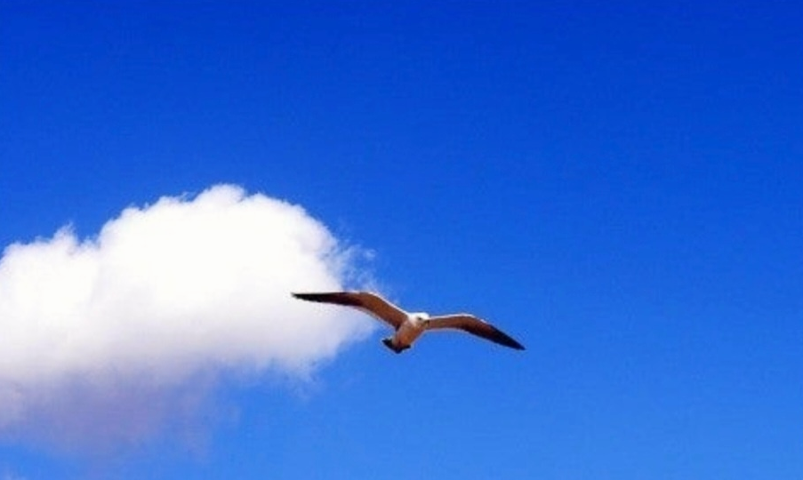 창공을 자유롭게 나는 새의 사진