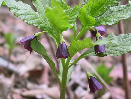 미치광이풀 효능
