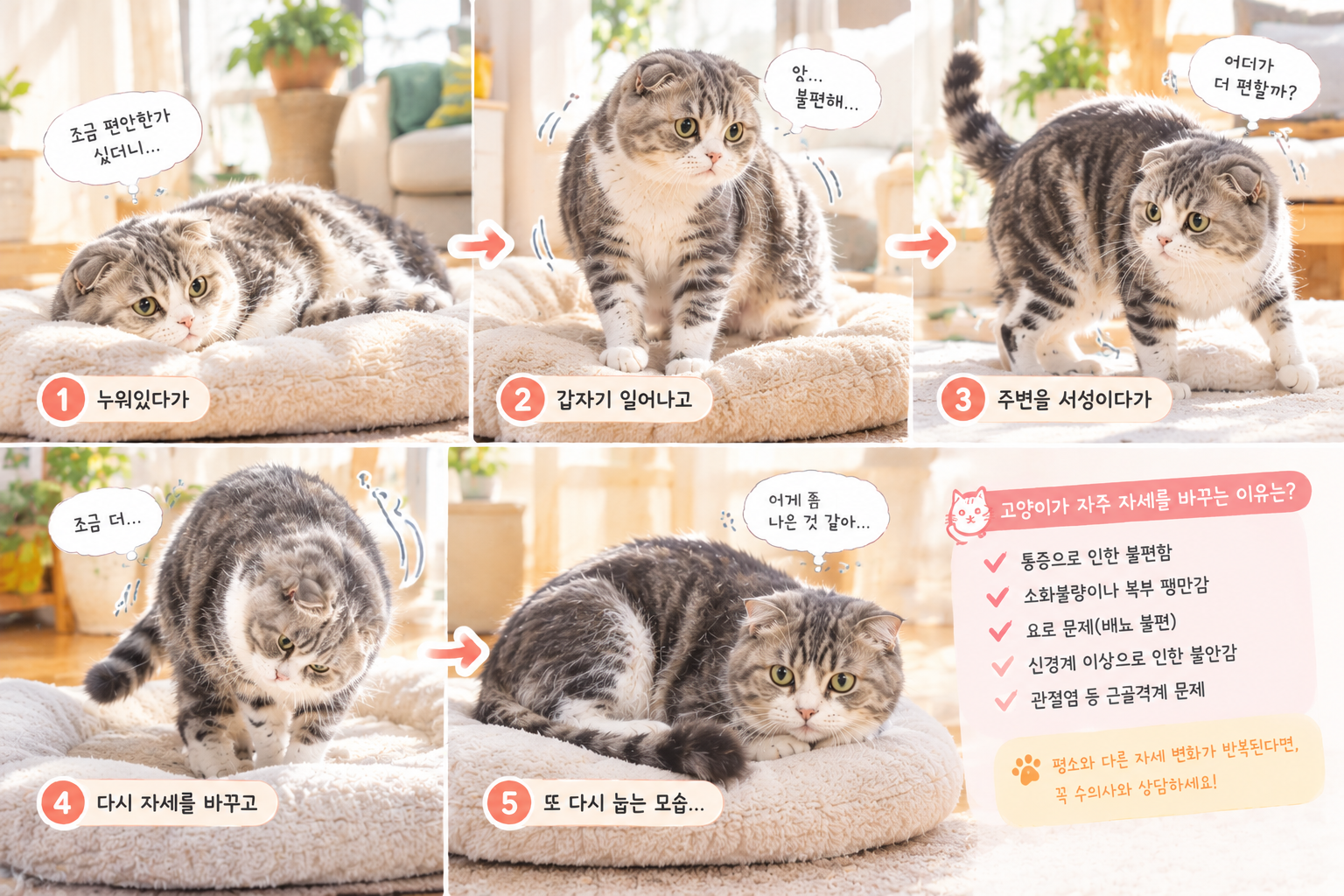 누웠다가 곧바로 자세를 다시 고쳐 잡는 고양이