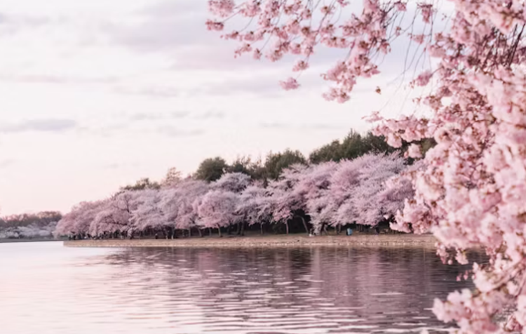 보은 벚꽃길 축제