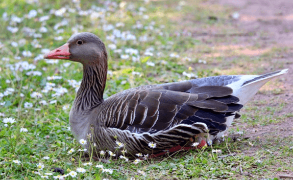 회색 깃털을 가진 커다란 기러기 한 마리가 하얀 들꽃이 핀 땅에 앉아있다.