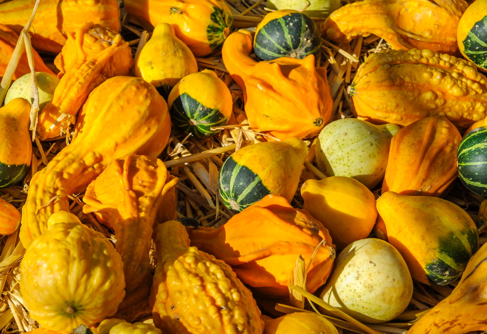 여주의 효능과 부작용 - 알아두면 좋은 정보