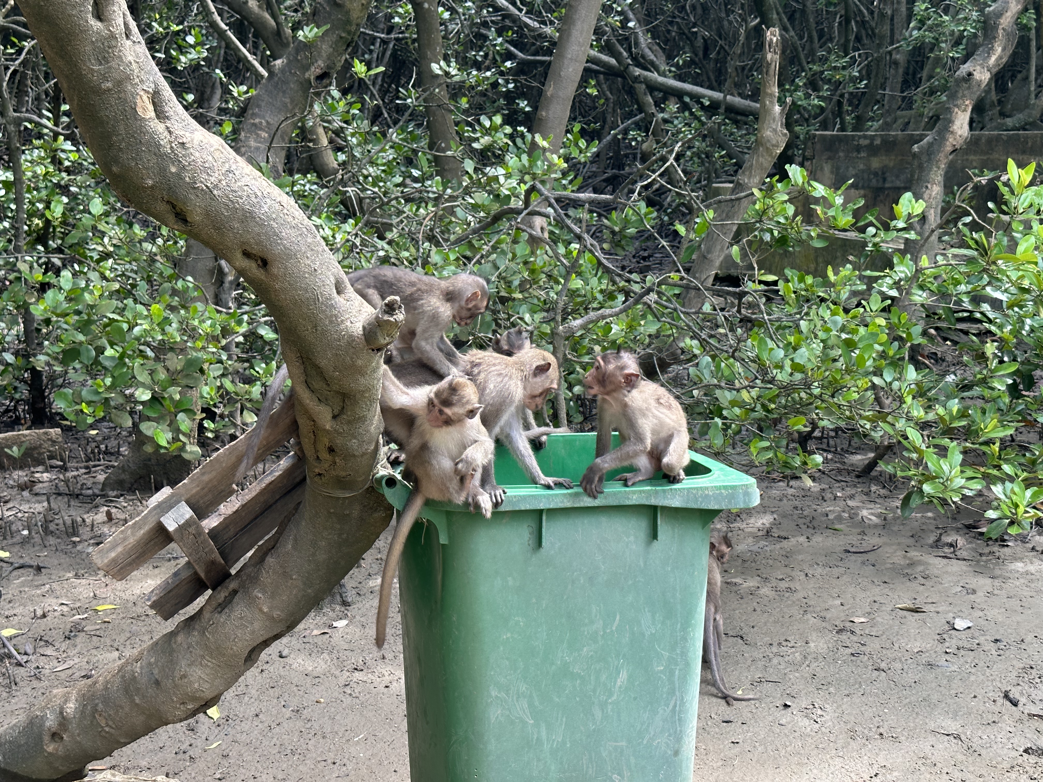 원숭이섬(Đảo Khỉ, Monkey Island)