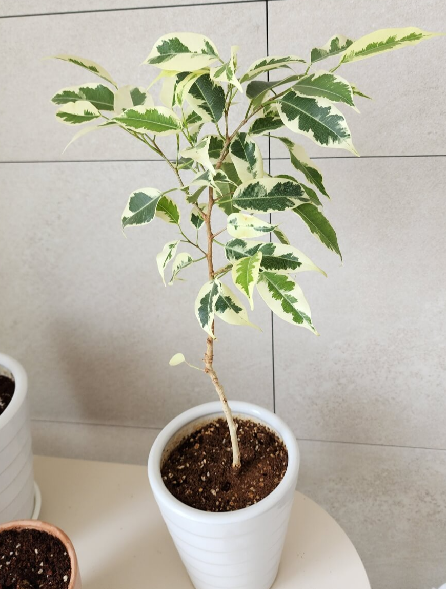 아주 많이 건강해진 무늬벤자민 고무나무