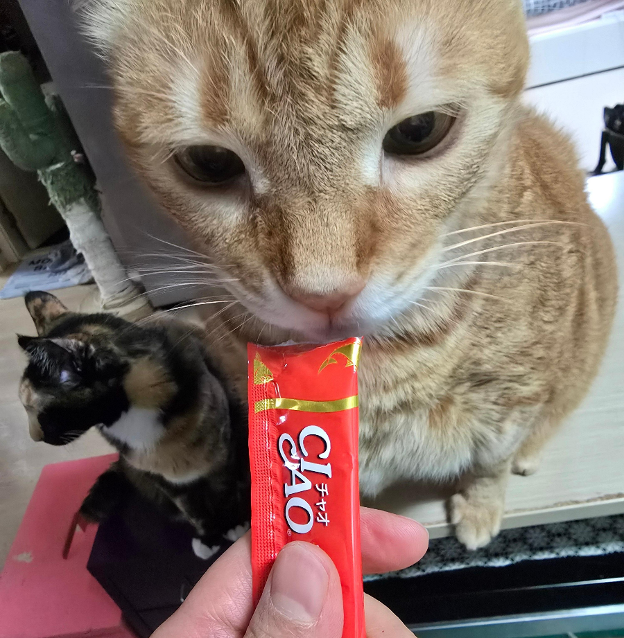 고양이 유산균 추천5