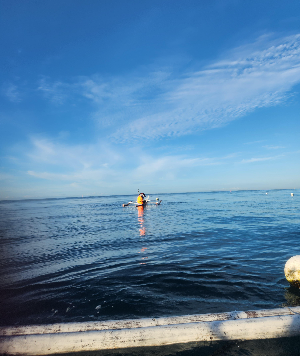 고래상어 피딩 중