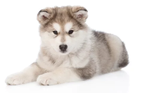 알래스칸 말라뮤트/출처:어도비스톡