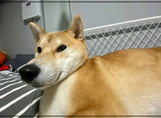 강아지 초광각 촬영