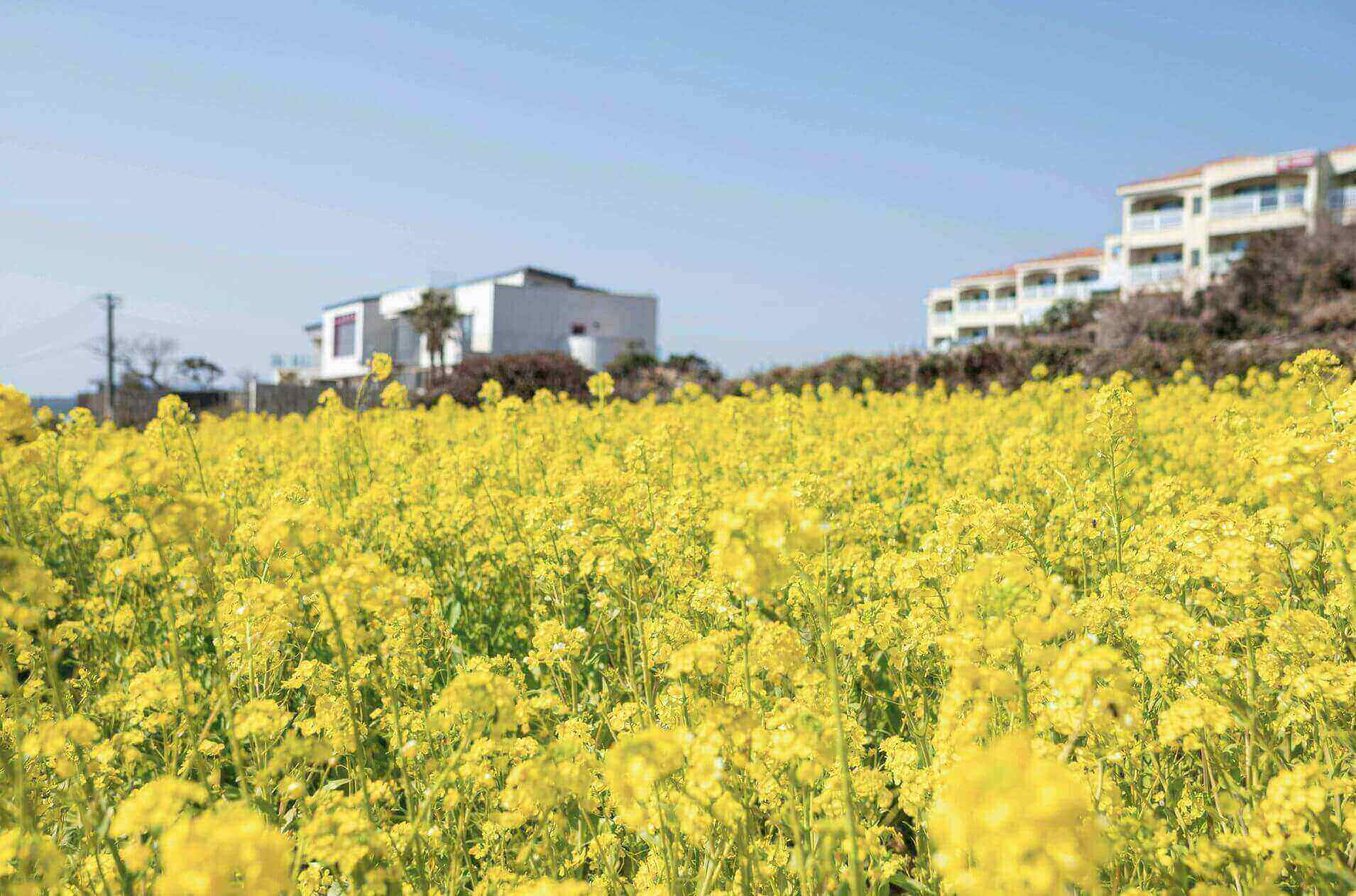 제주도 유채꽃밭