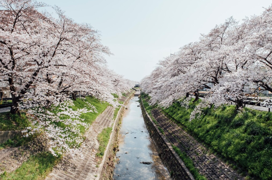 8. 정선 소금강 벚꽃길