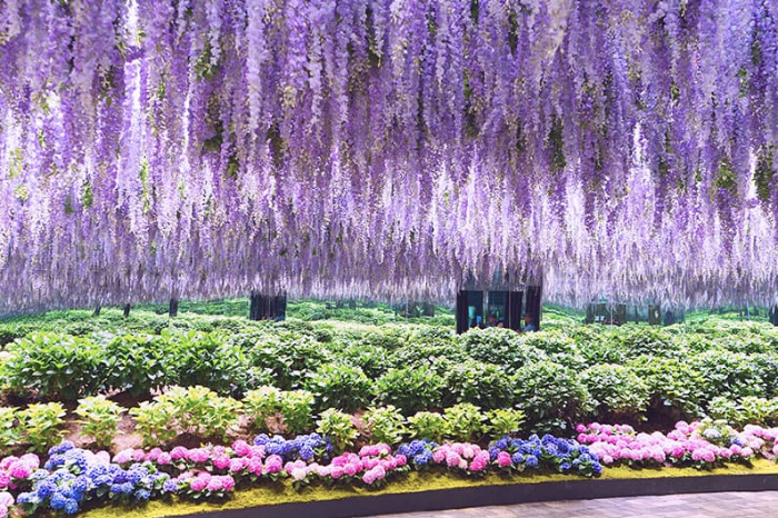 가평 베고니아새정원