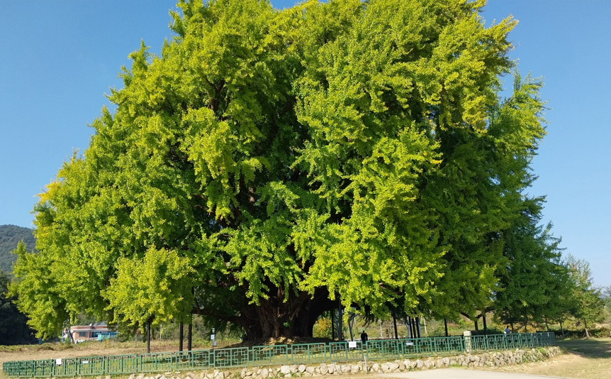 반계리은행나무