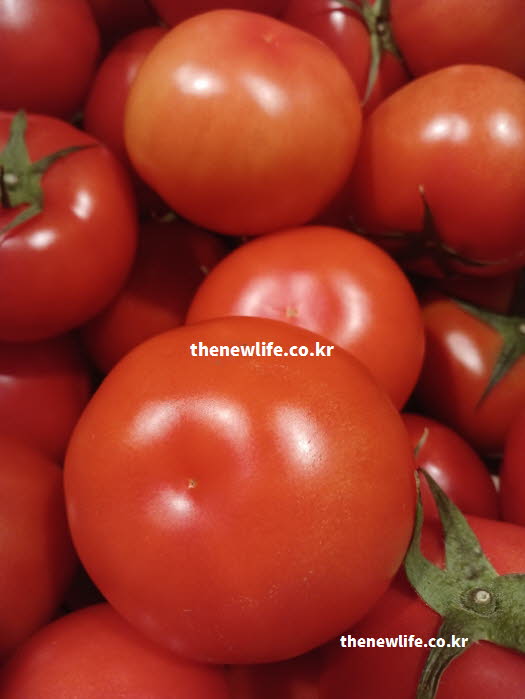 토마토 효능 노화 방지 비타민 C 베타카로틴