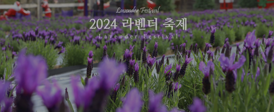 라벤더