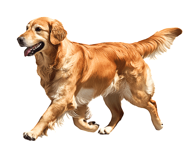 갈색 털을 가진 커다란 리트리버가 입을 벌린채 걷는 옆모습이다.