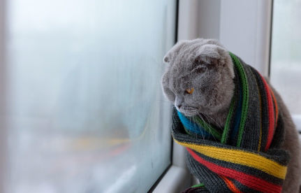 목도리를 한 고양이.