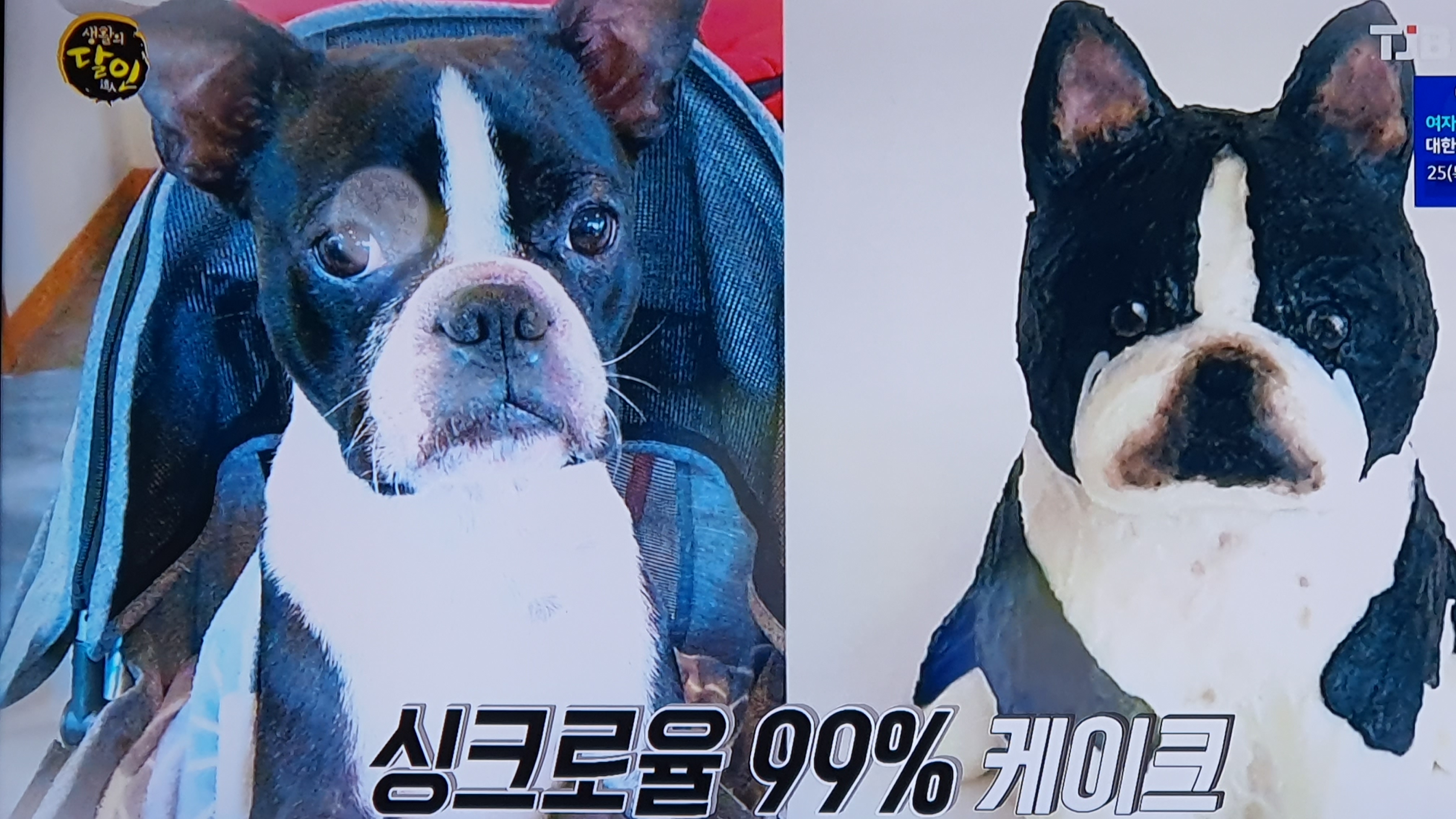 왈테이블 가격 정보