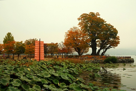 [경기도 가을여행지 추천] 가볼만한 양평 두물머리