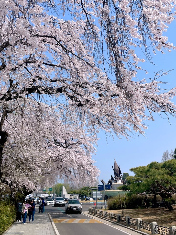 벚꽃