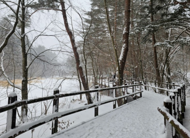 월정사 전나무 숲길 겨울