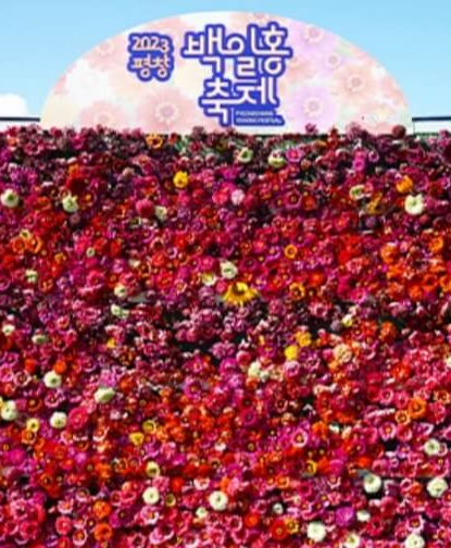 2024 평창 백일홍 축제 기간 입장료 기본정보