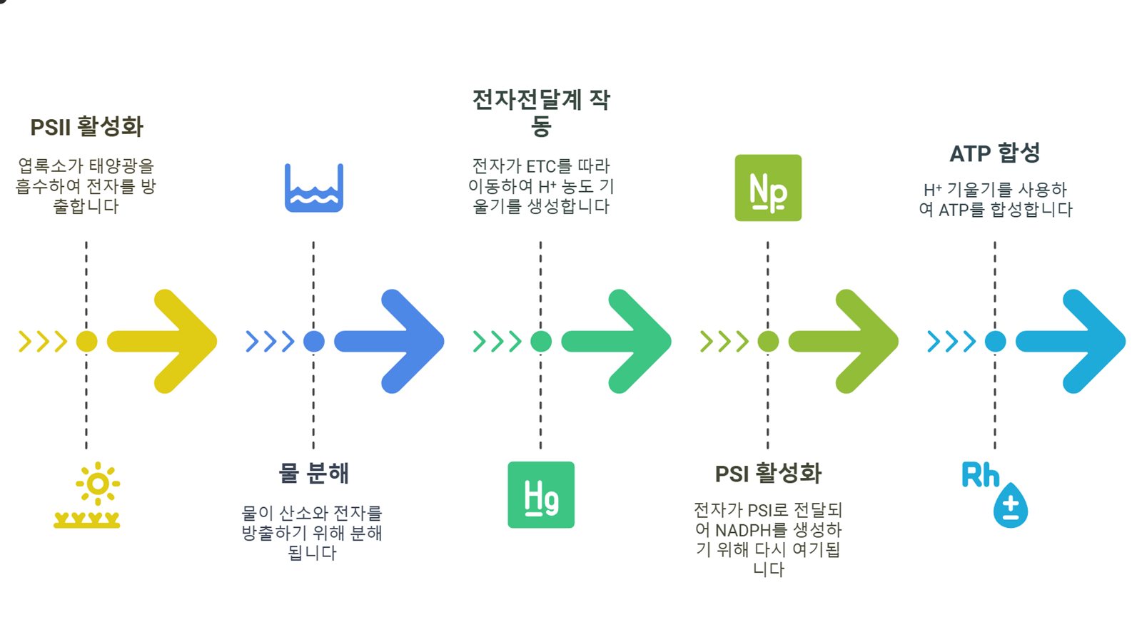 명반응 과정