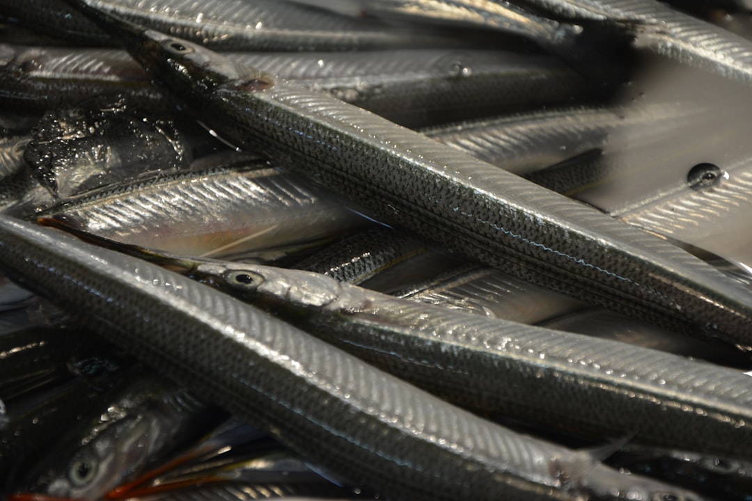 sardines