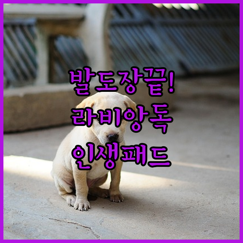 강아지 발도장 안 찍히는 라비앙독 하..
