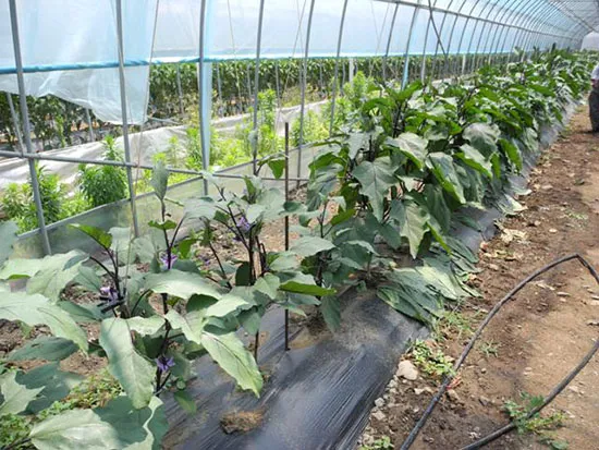 가지 재배 순 지르기 착과 관리 고온 대책_5