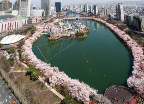 서울-벚꽃-명소-석촌호수