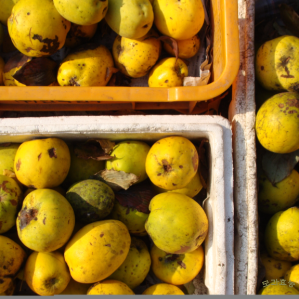 모과 효능│모과 효능 알고 드세요!