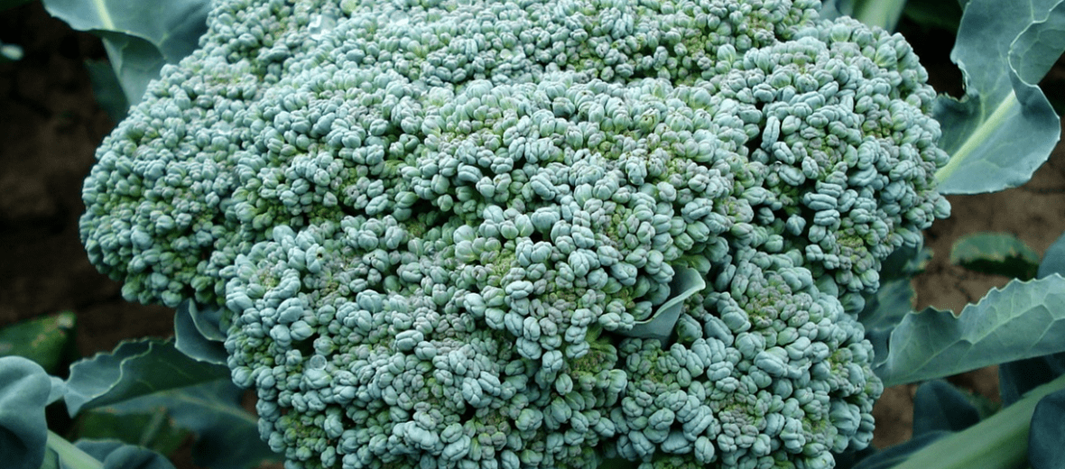 황달에 좋은 음식과 관련된 사진 - 9