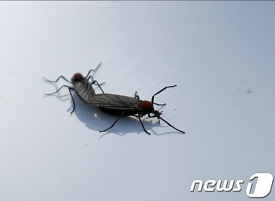 러브버그 출몰시기 및 퇴치방법