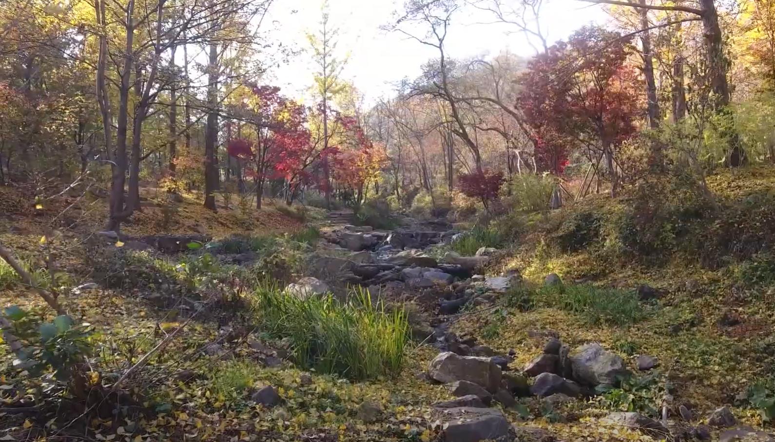 에버랜드 비밀의 은행나무 숲 예약 신청