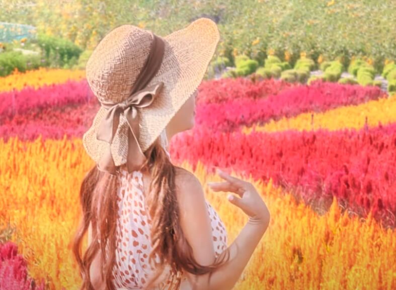 코스모스밭 사이에서 찍은 사진