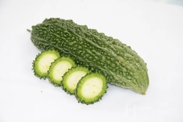 여주 재배 그늘 관리 수분 공급 여름 고온 대책_6