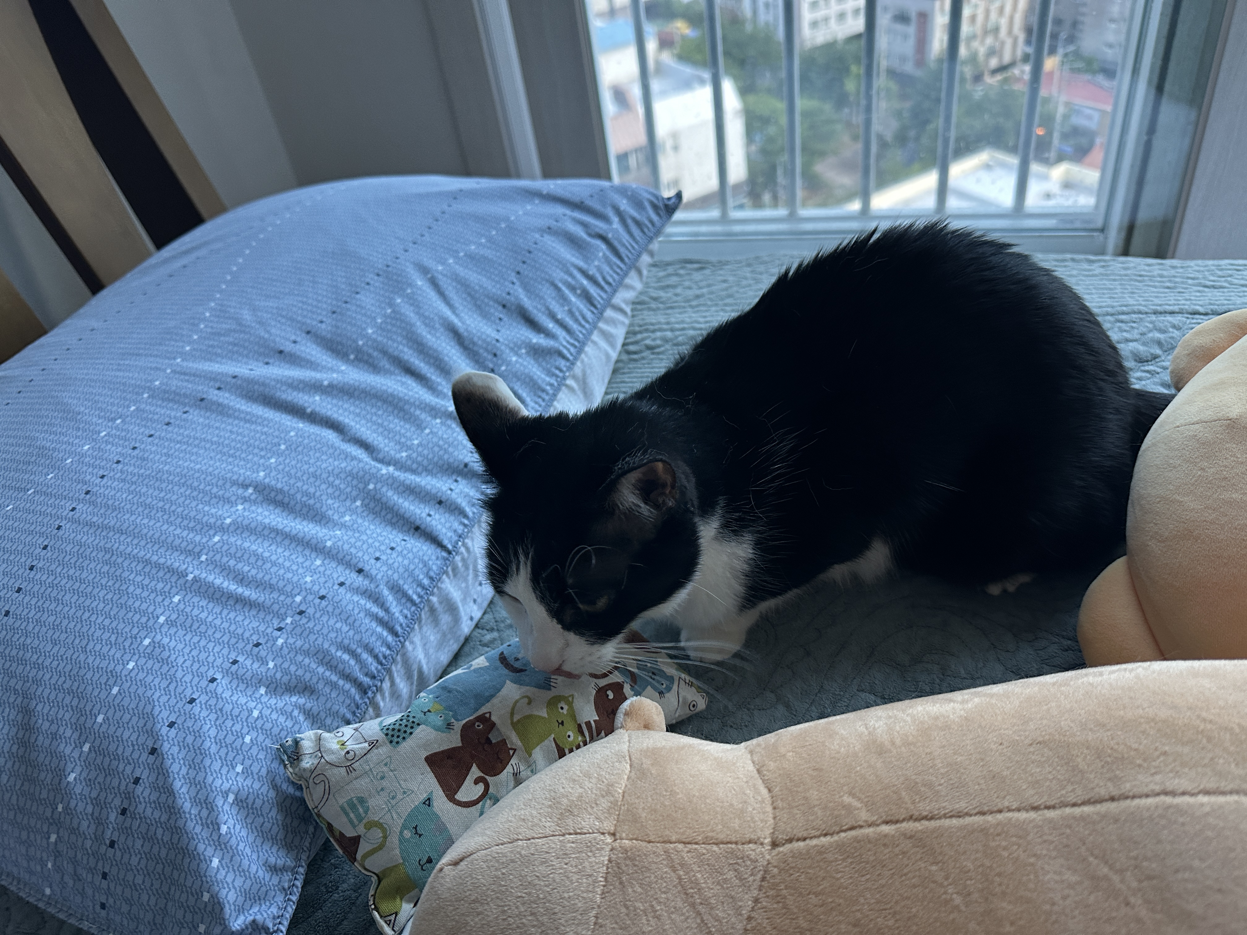 캣닢_쿠션에_신나서_털까지_세운_두리