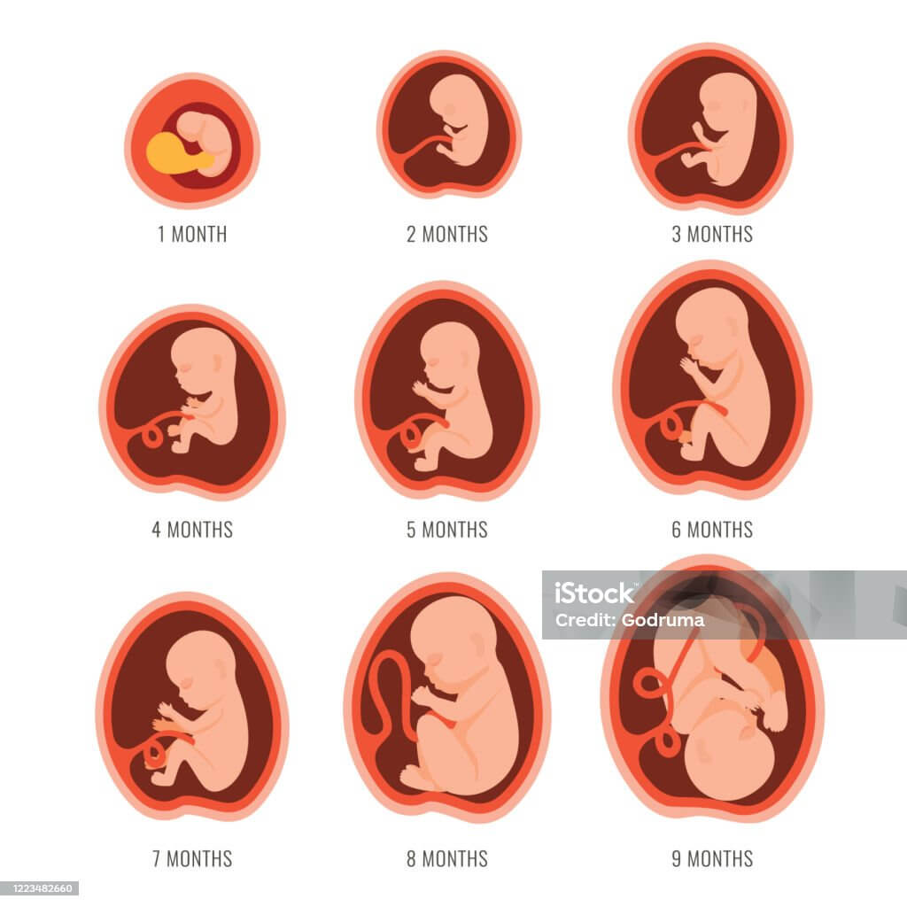태아 발달 주차별 변화와 산모 관리 팁