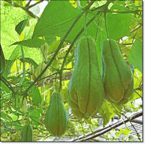 차요테 재배