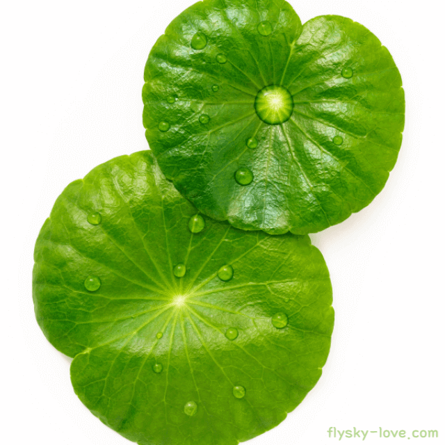 고투콜라(Gotu kola) 활용법