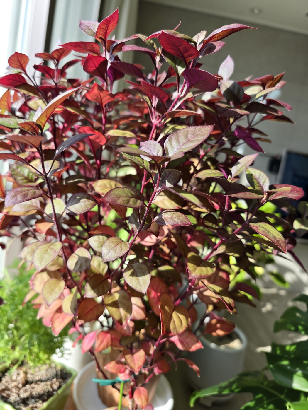 퍼플프린스의 잎은 아주 얇아요