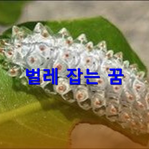 애벌레가-나뭇잎을-갉아먹고있는-모습