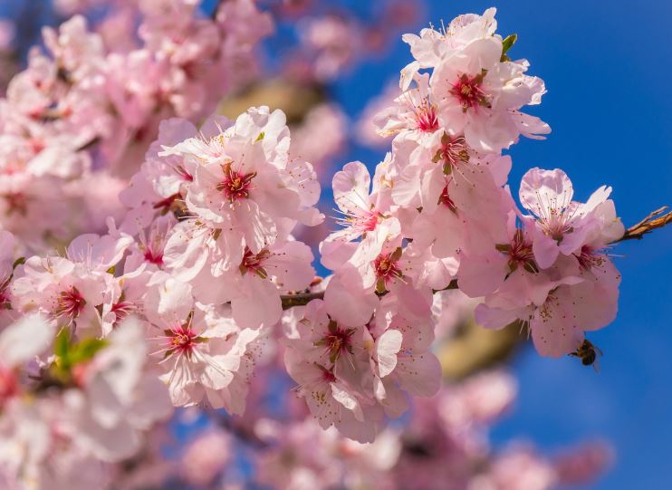 진해군항제 벚꽃축제 일정 및 행사안내