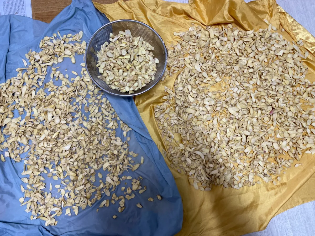 보자기-위에-건조중인-생강